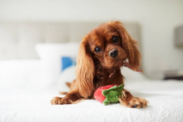 Original snapshot of a spaniel on a bed